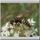 Polistes dominula - Haus-Feldwespe w07.jpg